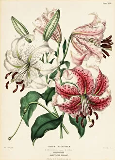 Lily Gallery: Japanese lily varieties, Lilium specioseum