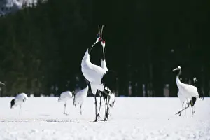 Flocks Prints: Japanese / Manchurian / Red-Crowned CRANE - courting dance