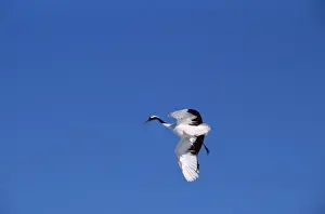 Japanese / Manchurian / Red-crowned Crane - in flight