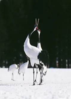 Pairs Prints: Japanese / Manchurian / Red-crowned CRANE - pair