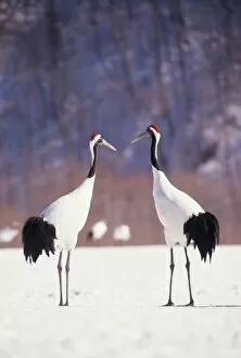 JAPANESE / Manchurian / Red-crowned CRANE - two in snow