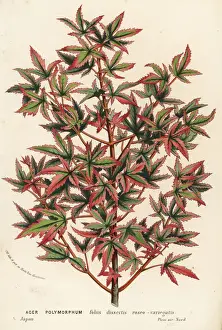 Acer Prints: Japanese maple, Acer palmatum