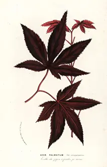 Serres Prints: Japanese maple or iroha momiji, Acer palmatum