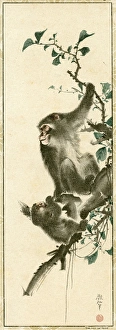 Images Dated 19th July 2017: Japanese Monkeys