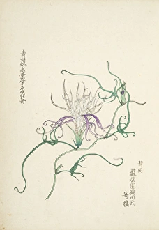 Images Dated 31st July 2014: Japanese Morning Glory (3)