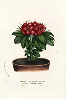 Japonicus Prints: Japanese pink or hamanadeshiko, Dianthus japonicus
