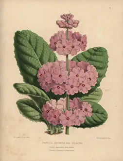 Primula Prints: Japanese primrose with pale lilac flowers
