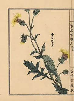 Gardenflower Prints: Japanese purple passion, Gynura japonica