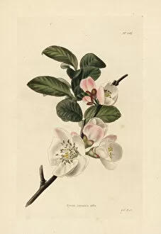 Japonica Collection: Japanese quince blossom, Chaenomeles japonica