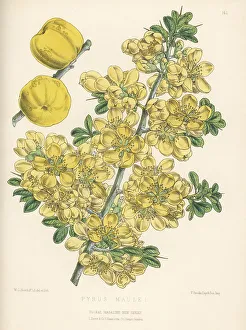 Japanese quince, Chaenomeles japonica
