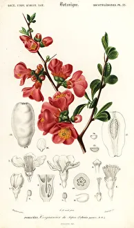 Japanese quince, Chaenomeles japonica
