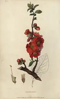 Richardmorris Prints: Japanese quince tree, Chaenomeles japonica