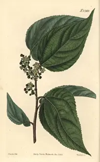 Japanese raisin tree or sweet hovenia, Hovenia dulcis