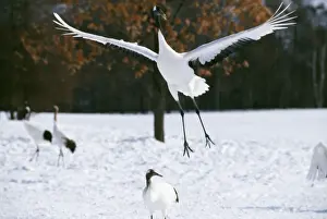 Flocks Prints: Japanese / Red-Crowned / Manchurian CRANE - leaping