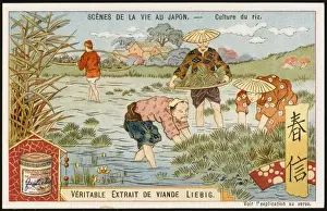 Rice Prints: Japanese Rice Farmers