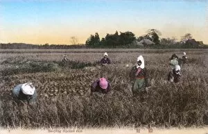 Japanese Scene - Harvesting rice in a paddy field