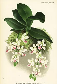 Aerides Collection: Japanese sedirea, Sedirea japonica