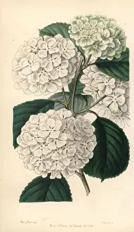 Sydenham Prints: Japanese snowball bush, Viburnum plicatum