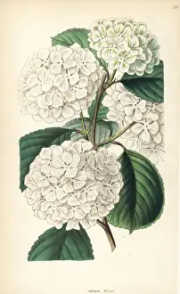 Snowball Prints: Japanese snowball or crimped Gueldres rose