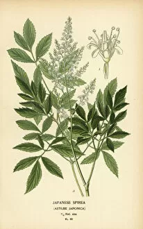 Japonica Collection: Japanese spirea, Astilbe japonica