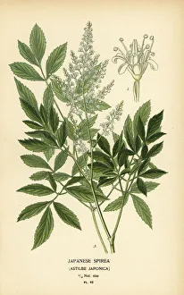 Desire Prints: Japanese spirea, Astilbe japonica