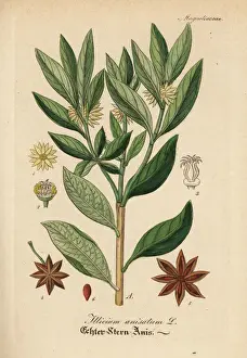 Japanese star anis, Illicium anisatum