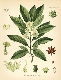 Anise Collection: Japanese star anise, Illicium anisatum
