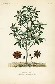 Anise Collection: Japanese star anise or sacred anise tree, Illicium anisatum