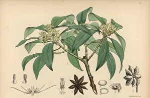 Anise Collection: Japanese star anise or shikimi, Illicium anisatum
