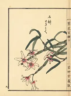 Gardenflower Prints: Japanese stone orchid, Dendrobium moniliforme