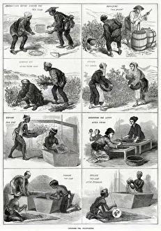 Planting Prints: Japanese tea cultivation 1874