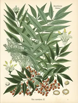 Rhus Prints: Japanese wax tree, Toxicodendron acuminatum