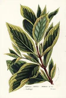 Japanese weigela, Weigela coraeensis