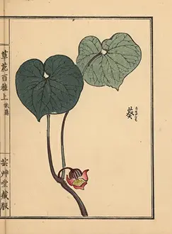 Gardenflower Prints: Japanese wild ginger, Asarum caulescens Maxim