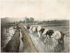 Bending Prints: Japanese workers in the rice fields Date: circa 1890s