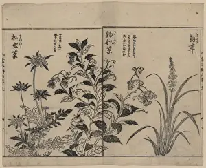 Japonica, bell flowers, and anemone