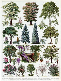 Blossoming Gallery: Jardins (Arbres d ornement) - trees for ornamental gardens