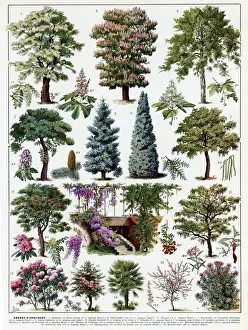 Gardening Prints: Jardins (Arbres d ornement) - trees for ornamental gardens