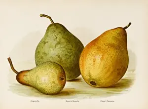 1892 Prints: PEARS