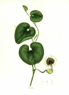 Stevens Collection: Jarrinha, Aristolochia fimbriata