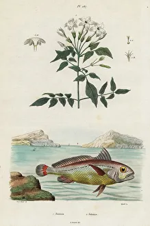 Jasmine Prints: Jasmine and bigeye croaker