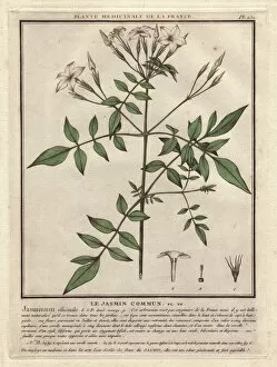 Herbal Gallery: Jasmine, Jasminum officinale
