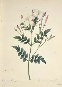 Redoute Prints: Jasminum grandiflorum, Spanish jasmine