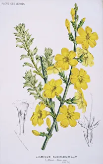 Lamiales Gallery: Jasminum nudiflorum, winter jasmine