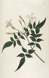 Jasmine Prints: Jasminum Officinale