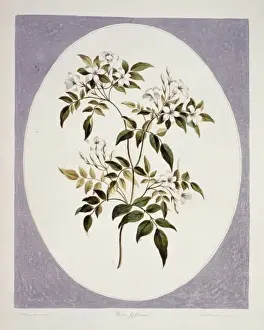 Jasmine Prints: Jasminum polyanthum, jasmine