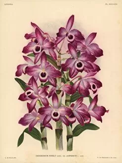 Orchids Collection: Jaspideum variety of Dendrobium nobile orchid
