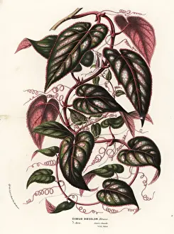 Java cissus vine, Cissus javana