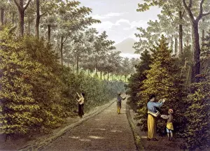 Java Coffee Plantation