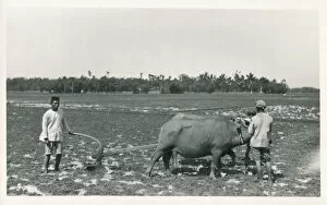 Images Dated 24th April 2019: Java, Indonesia - Ploughing with a team of oxen
